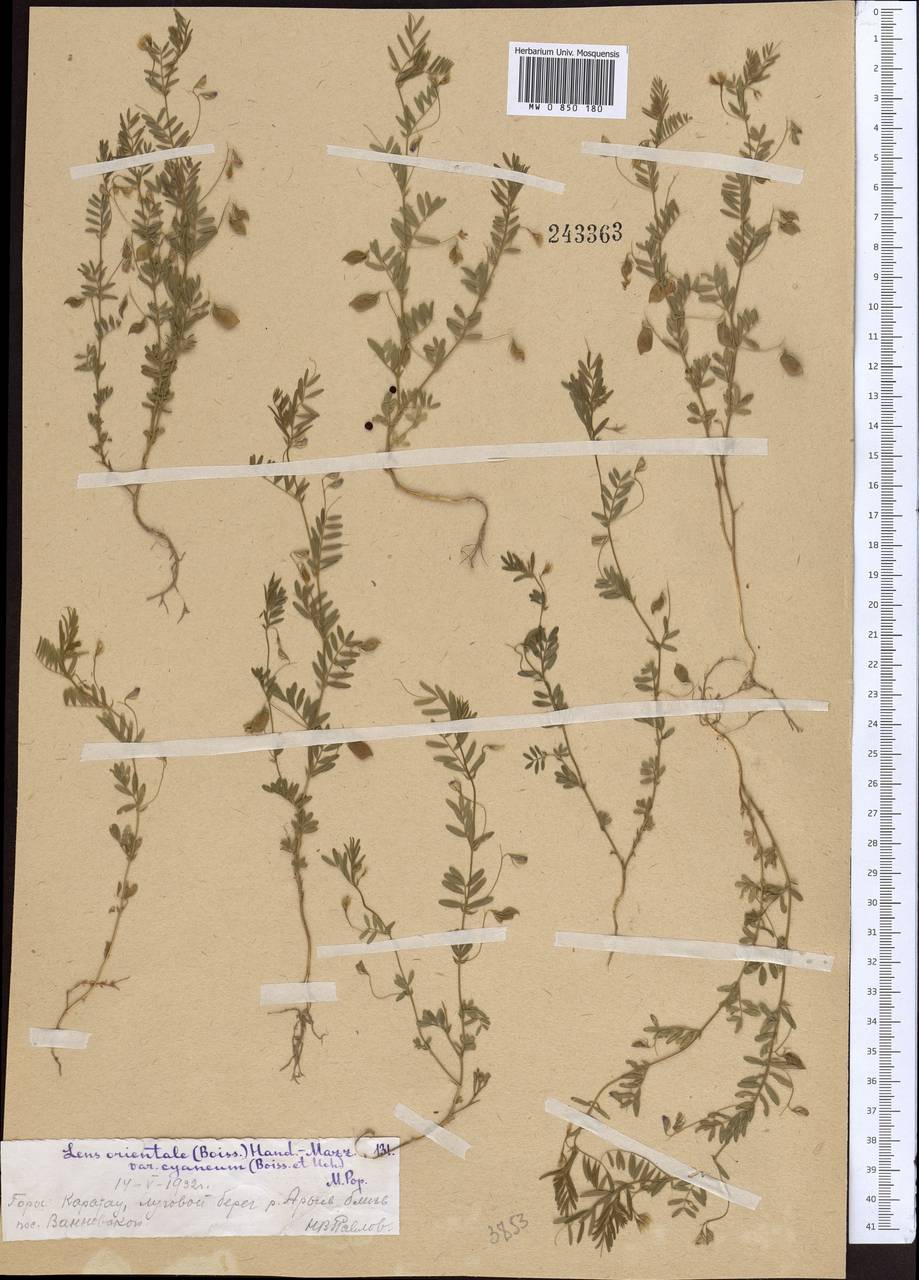 Vicia orientalis (Boiss.) Bég. & Diratz., Средняя Азия и Казахстан, Западный Тянь-Шань и Каратау (M3) (Казахстан)