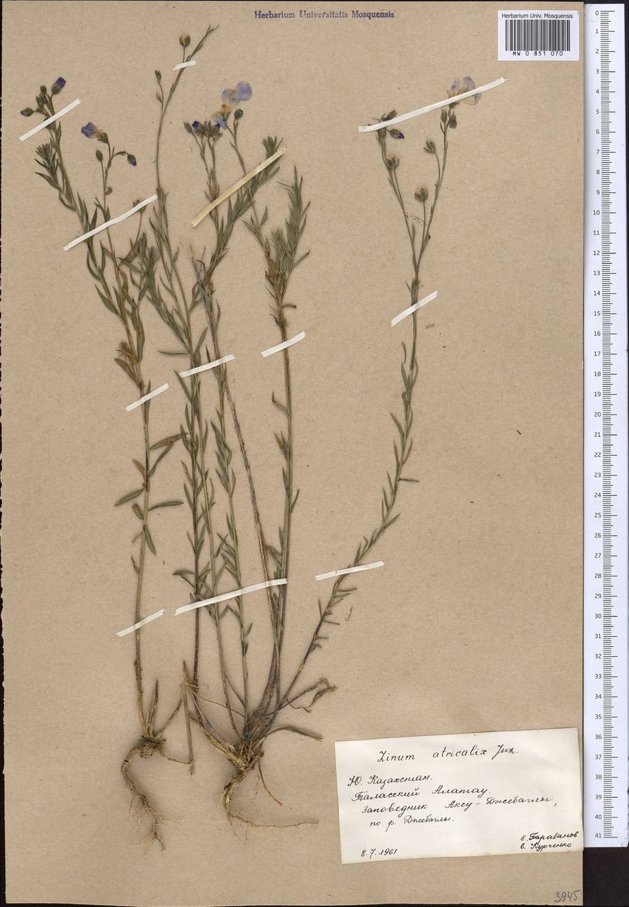Linum altaicum subsp. atricalyx (Juz.) Svetlova, Средняя Азия и Казахстан, Западный Тянь-Шань и Каратау (M3) (Казахстан)