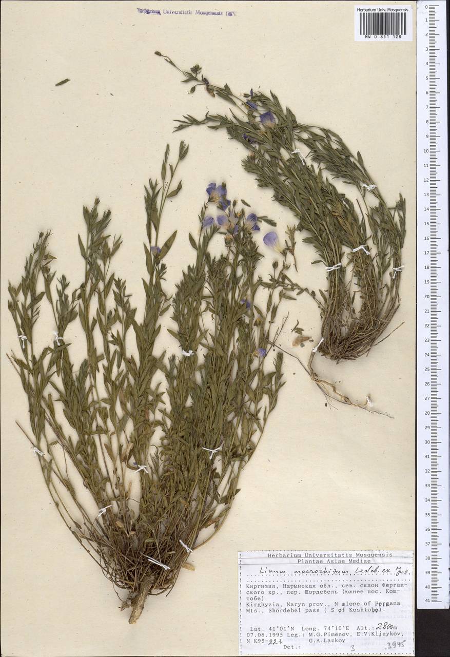 Лен крупнокорневой Juz., Средняя Азия и Казахстан, Северный и Центральный Тянь-Шань (M4) (Киргизия)