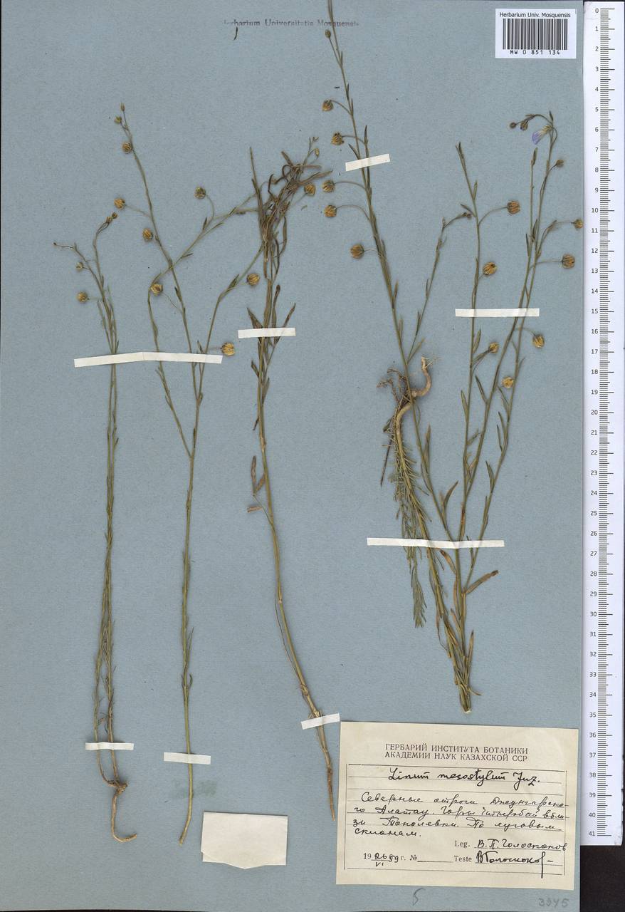 Лен крупнокорневой Juz., Средняя Азия и Казахстан, Джунгарский Алатау и Тарбагатай (M5) (Казахстан)
