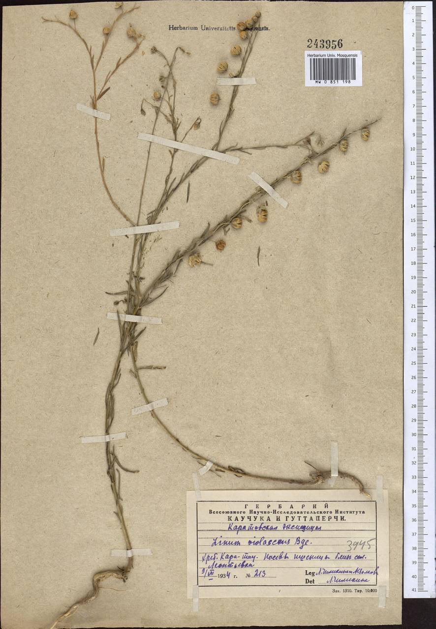 Лен фиолетовый Bunge, Средняя Азия и Казахстан, Западный Тянь-Шань и Каратау (M3) (Казахстан)