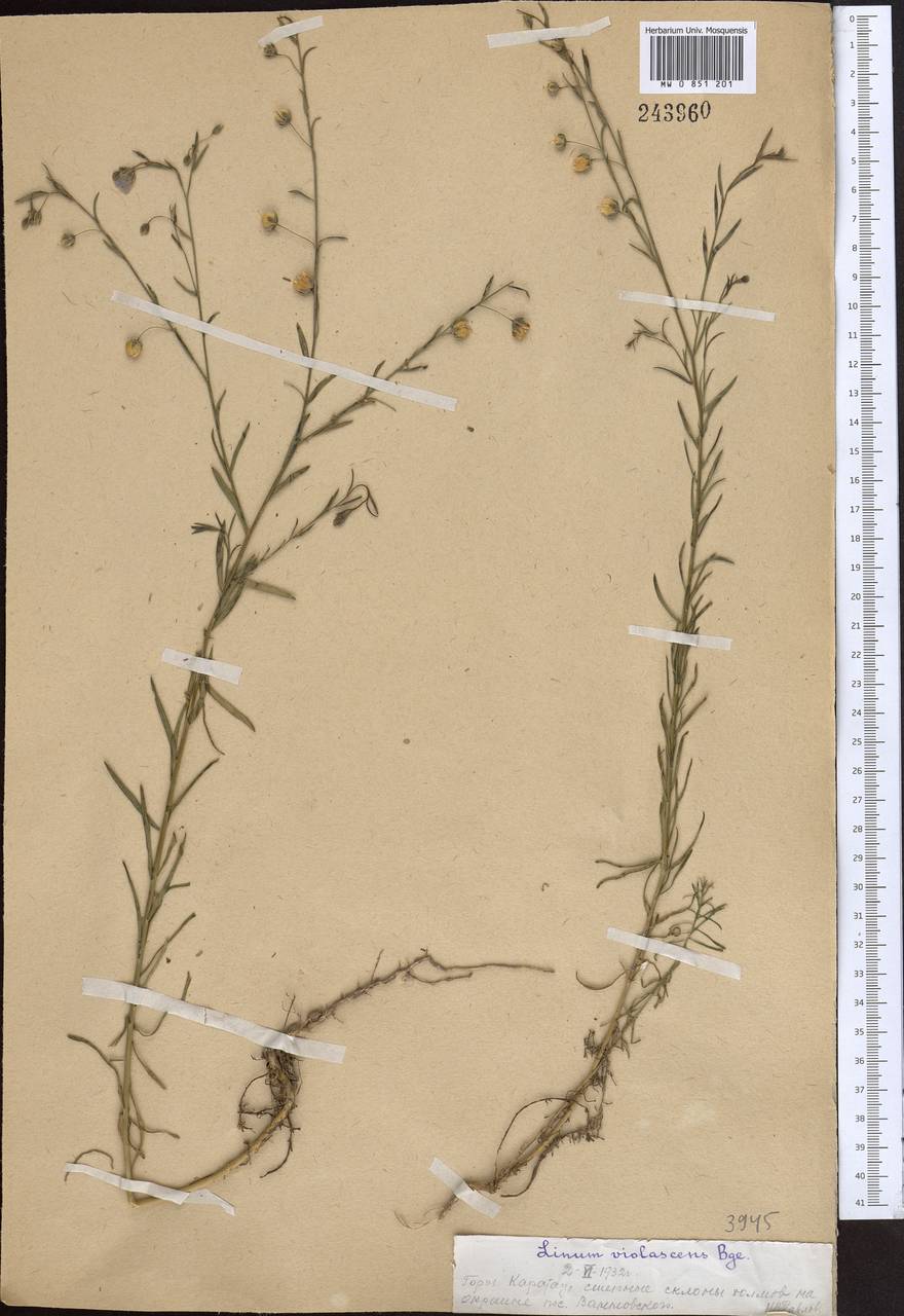 Лен фиолетовый Bunge, Средняя Азия и Казахстан, Западный Тянь-Шань и Каратау (M3) (Казахстан)