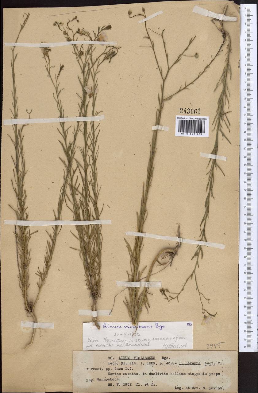 Лен фиолетовый Bunge, Средняя Азия и Казахстан, Западный Тянь-Шань и Каратау (M3) (Казахстан)