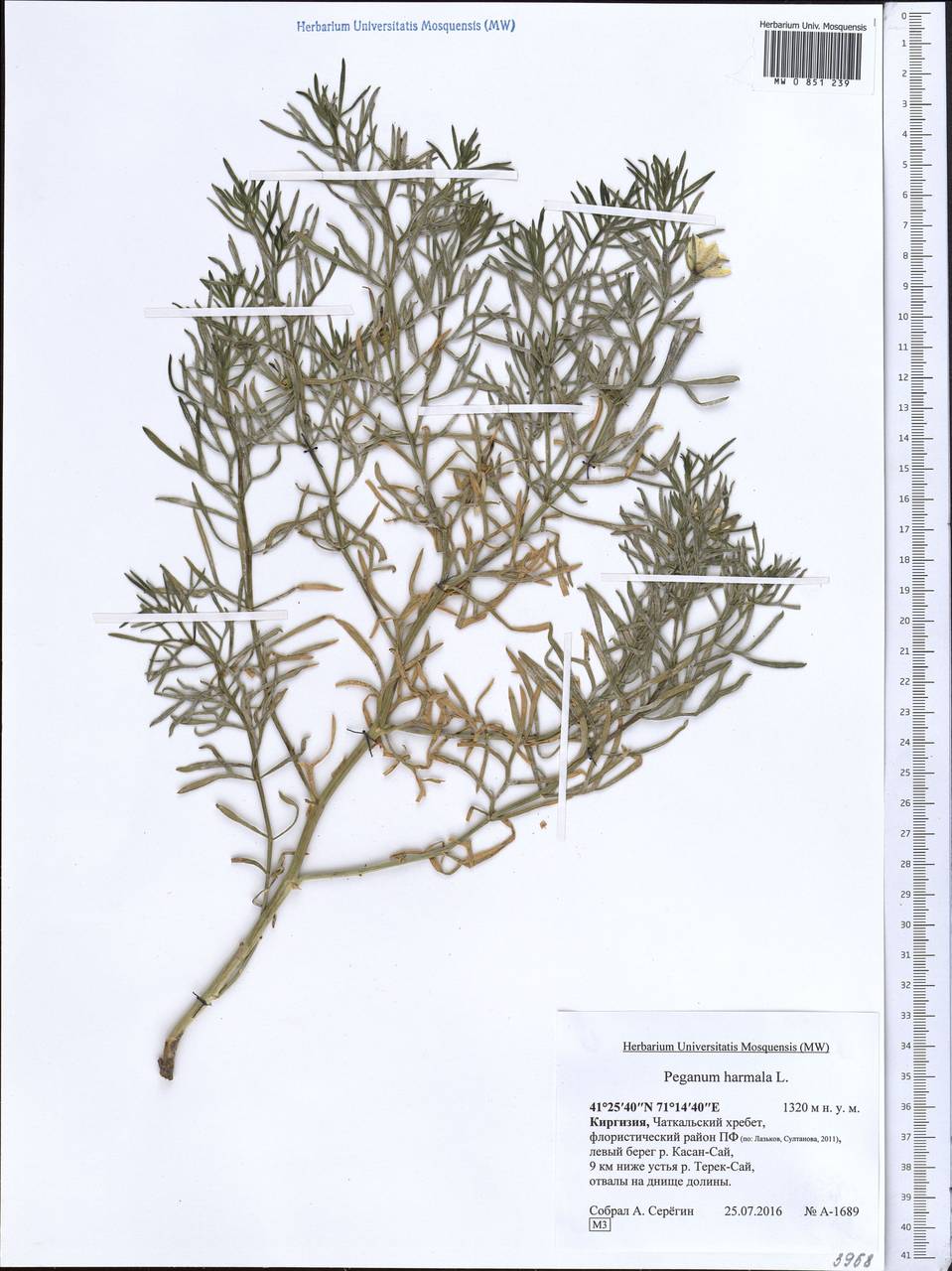 Peganum harmala Ботаническая иллюстрация