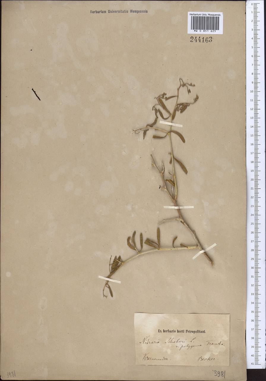 Селитрянка Комарова Iljin & Lava, Средняя Азия и Казахстан, Каракумы (M6) (Туркмения)