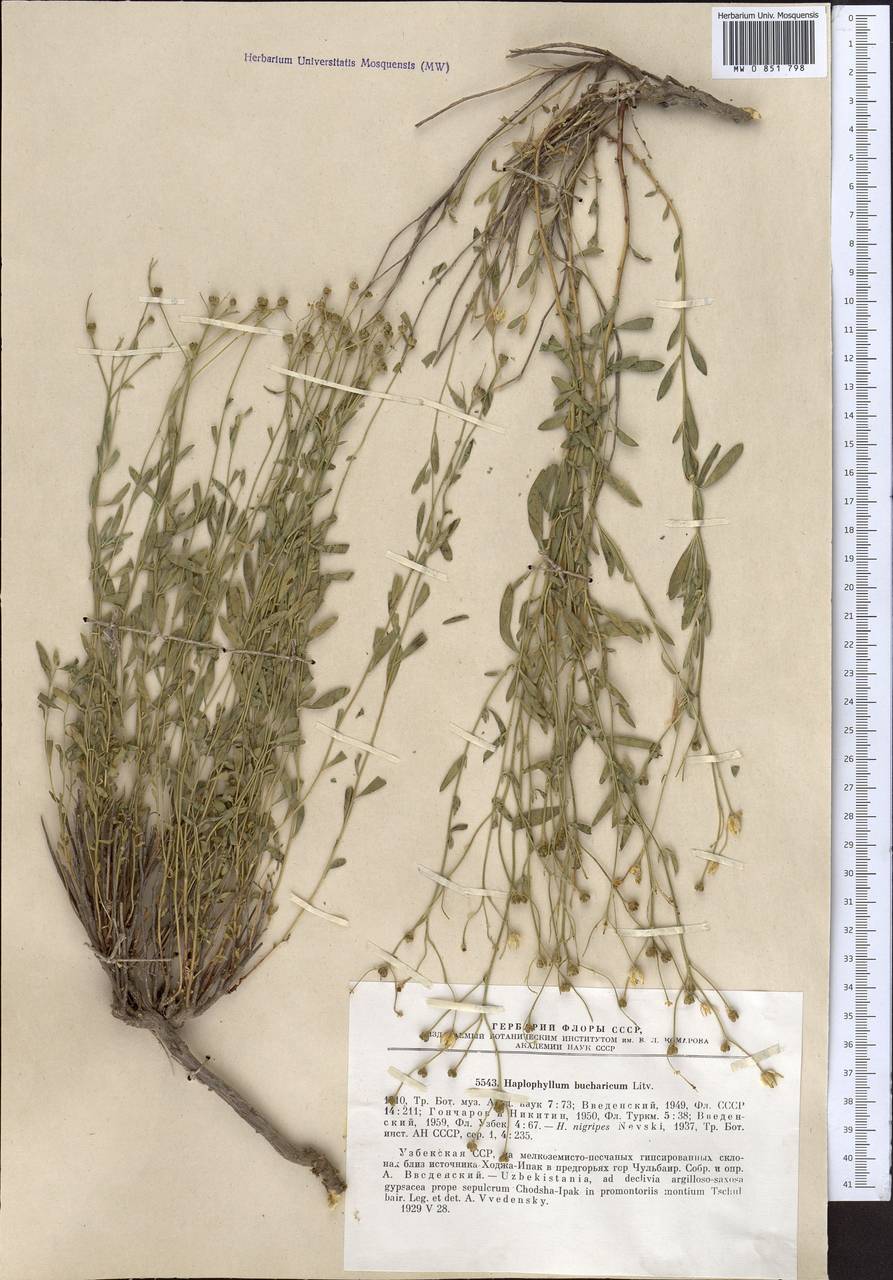 Haplophyllum bucharicum Litv., Средняя Азия и Казахстан, Памир и Памиро-Алай (M2) (Узбекистан)