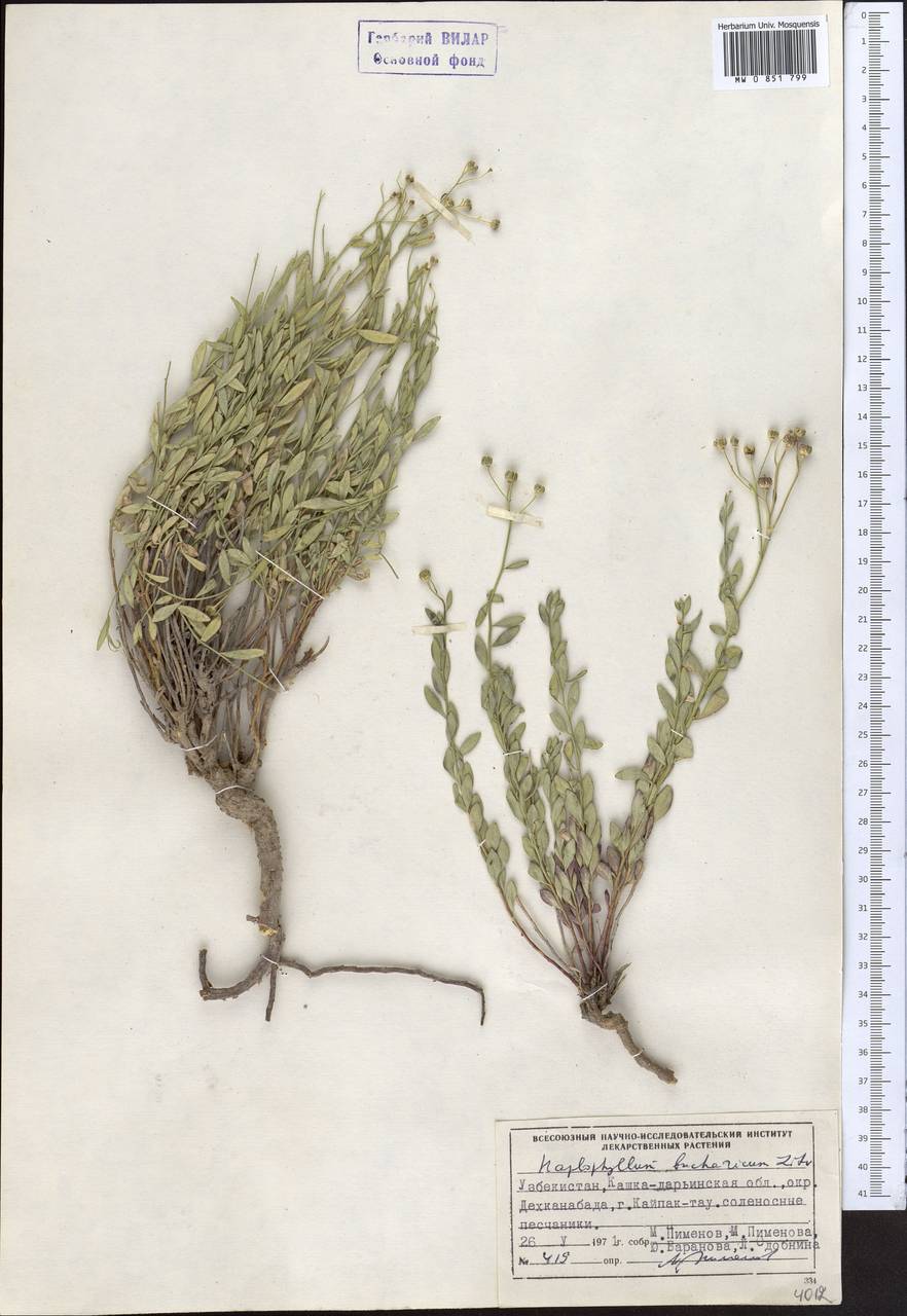 Haplophyllum bucharicum Litv., Средняя Азия и Казахстан, Памир и Памиро-Алай (M2) (Узбекистан)