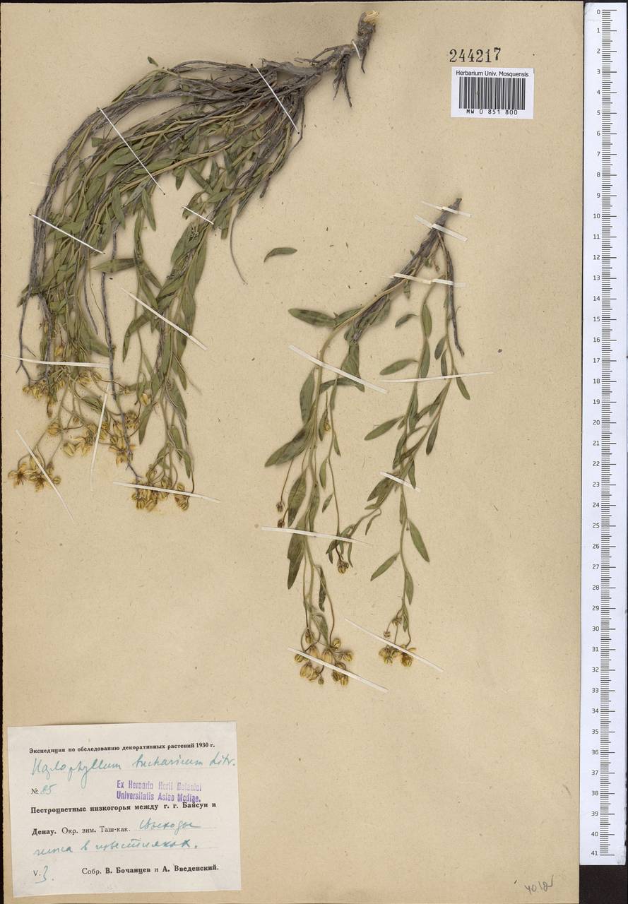 Haplophyllum bucharicum Litv., Средняя Азия и Казахстан, Памир и Памиро-Алай (M2) (Узбекистан)