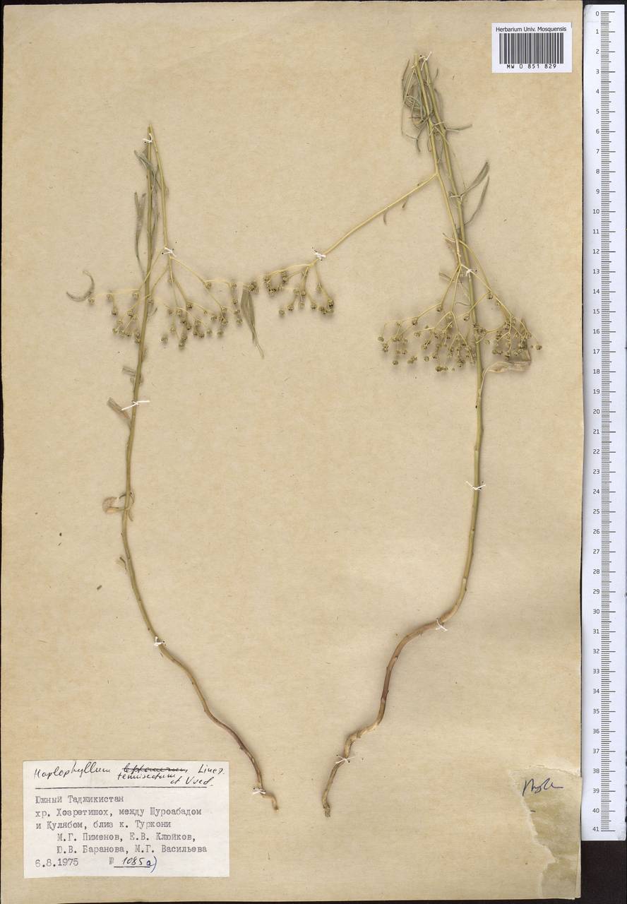 Цельнолистник Гриффита Boiss., Средняя Азия и Казахстан, Памир и Памиро-Алай (M2) (Таджикистан)
