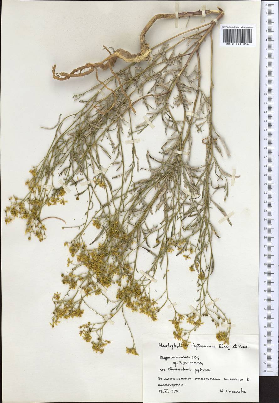 Цельнолистник Гриффита Boiss., Средняя Азия и Казахстан, Памир и Памиро-Алай (M2) (Туркмения)