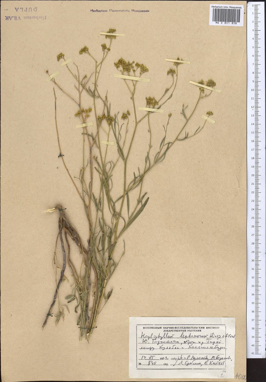 Цельнолистник Гриффита Boiss., Средняя Азия и Казахстан, Памир и Памиро-Алай (M2) (Таджикистан)