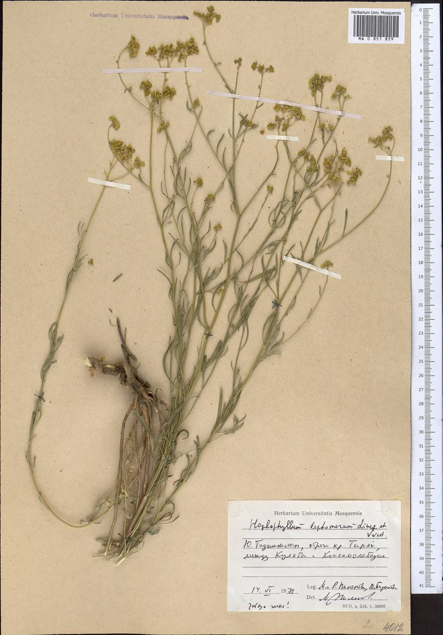 Цельнолистник Гриффита Boiss., Средняя Азия и Казахстан, Памир и Памиро-Алай (M2) (Таджикистан)