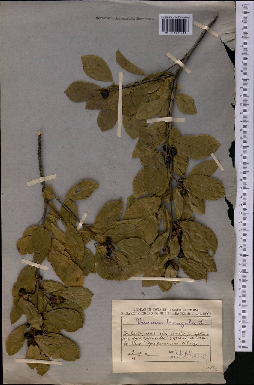 MW0853238, Frangula alnus (Крушина ломкая, Крушина ольховидная), specimen