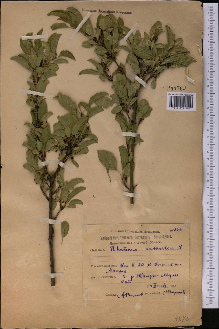 MW0853301, Rhamnus cathartica (Жестер слабительный, Крушина ...