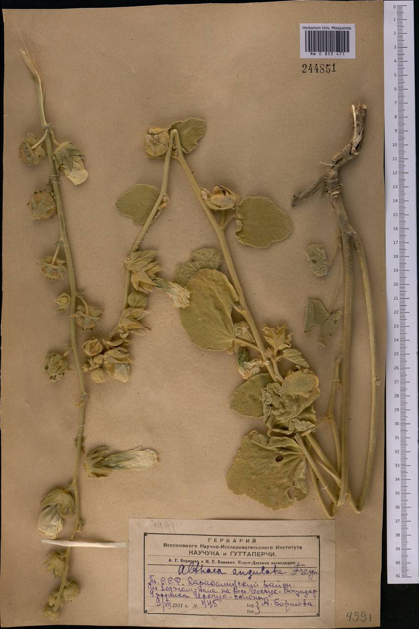 Шток-роза угловатая (Freyn & Sint.) Freyn & Sint. ex Iljin, Средняя Азия и Казахстан, Копетдаг, Бадхыз, Малый и Большой Балхан (M1) (Туркмения)