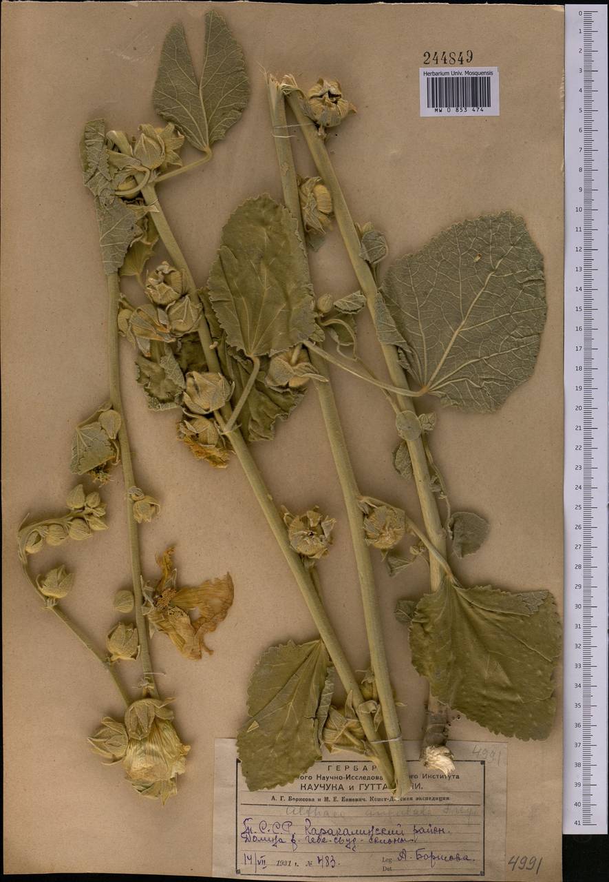 Шток-роза угловатая (Freyn & Sint.) Freyn & Sint. ex Iljin, Средняя Азия и Казахстан, Копетдаг, Бадхыз, Малый и Большой Балхан (M1) (Туркмения)