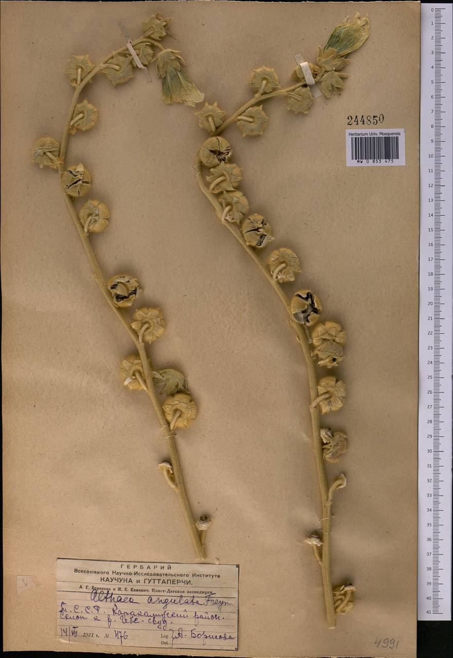 Шток-роза угловатая (Freyn & Sint.) Freyn & Sint. ex Iljin, Средняя Азия и Казахстан, Копетдаг, Бадхыз, Малый и Большой Балхан (M1) (Туркмения)