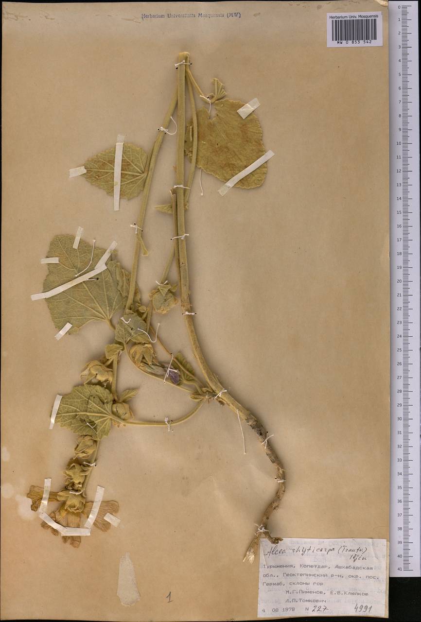 Шток-роза сетчатоплодная (Trautv.) Iljin, Средняя Азия и Казахстан, Копетдаг, Бадхыз, Малый и Большой Балхан (M1) (Туркмения)