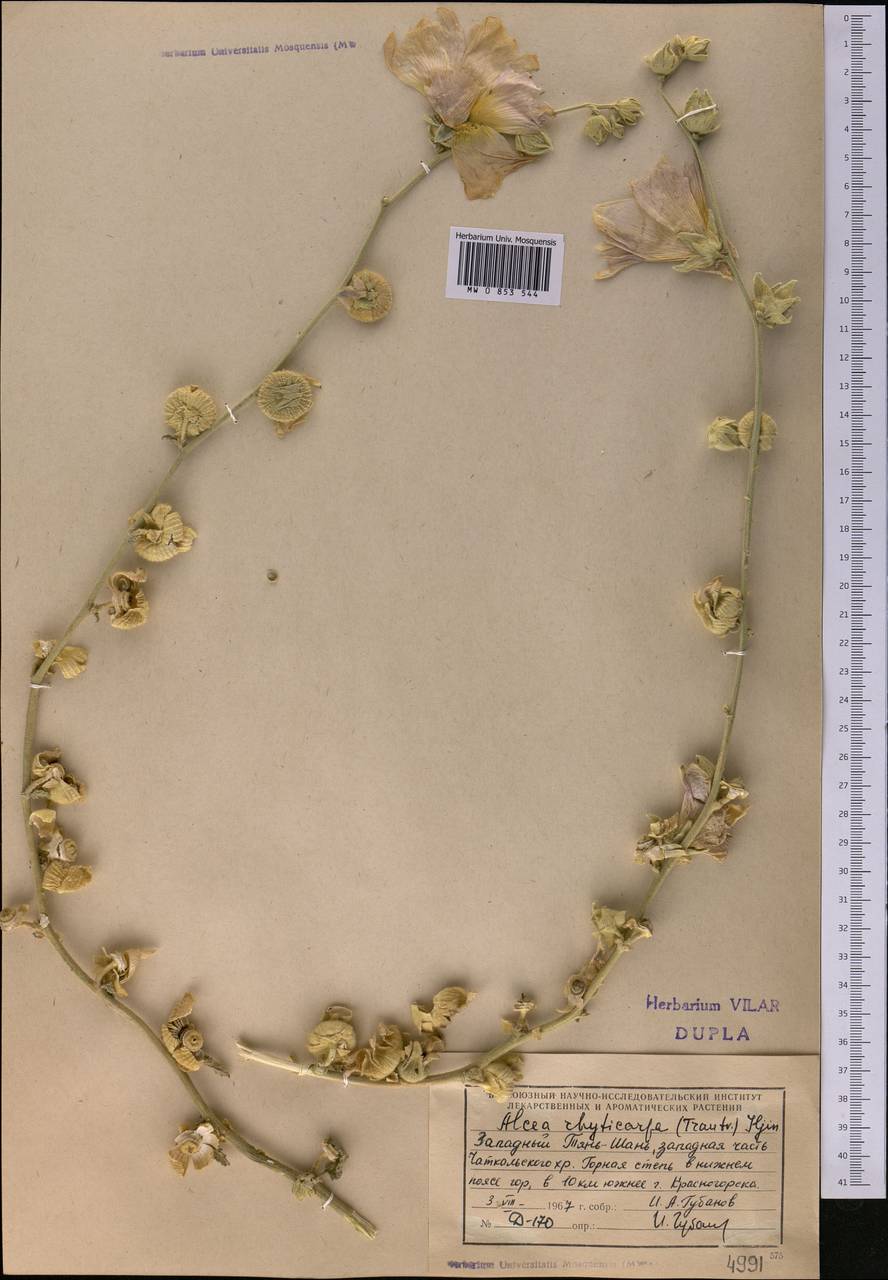 Шток-роза сетчатоплодная (Trautv.) Iljin, Средняя Азия и Казахстан, Западный Тянь-Шань и Каратау (M3) (Узбекистан)