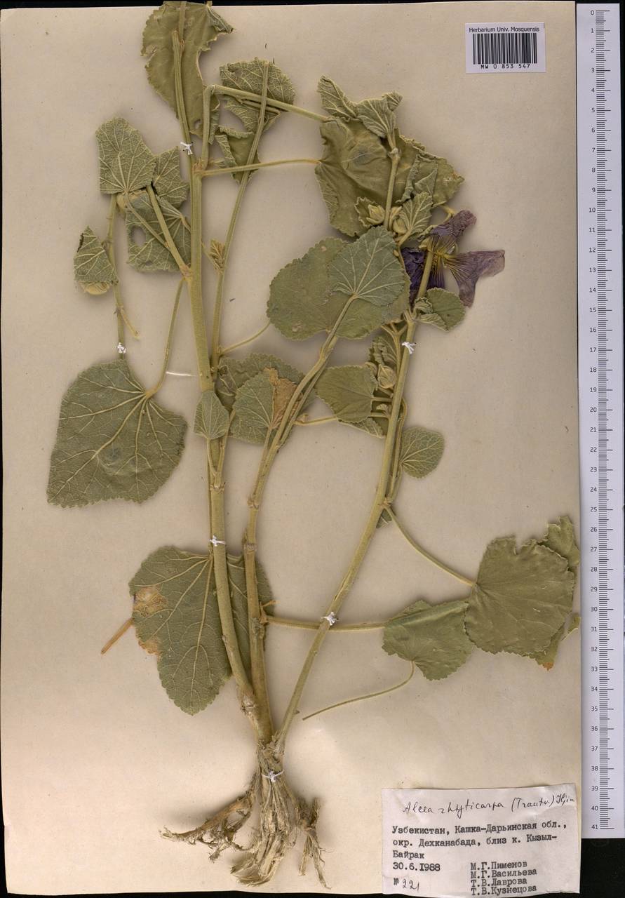 Шток-роза сетчатоплодная (Trautv.) Iljin, Средняя Азия и Казахстан, Сырдарьинские пустыни и Кызылкумы (M7) (Узбекистан)