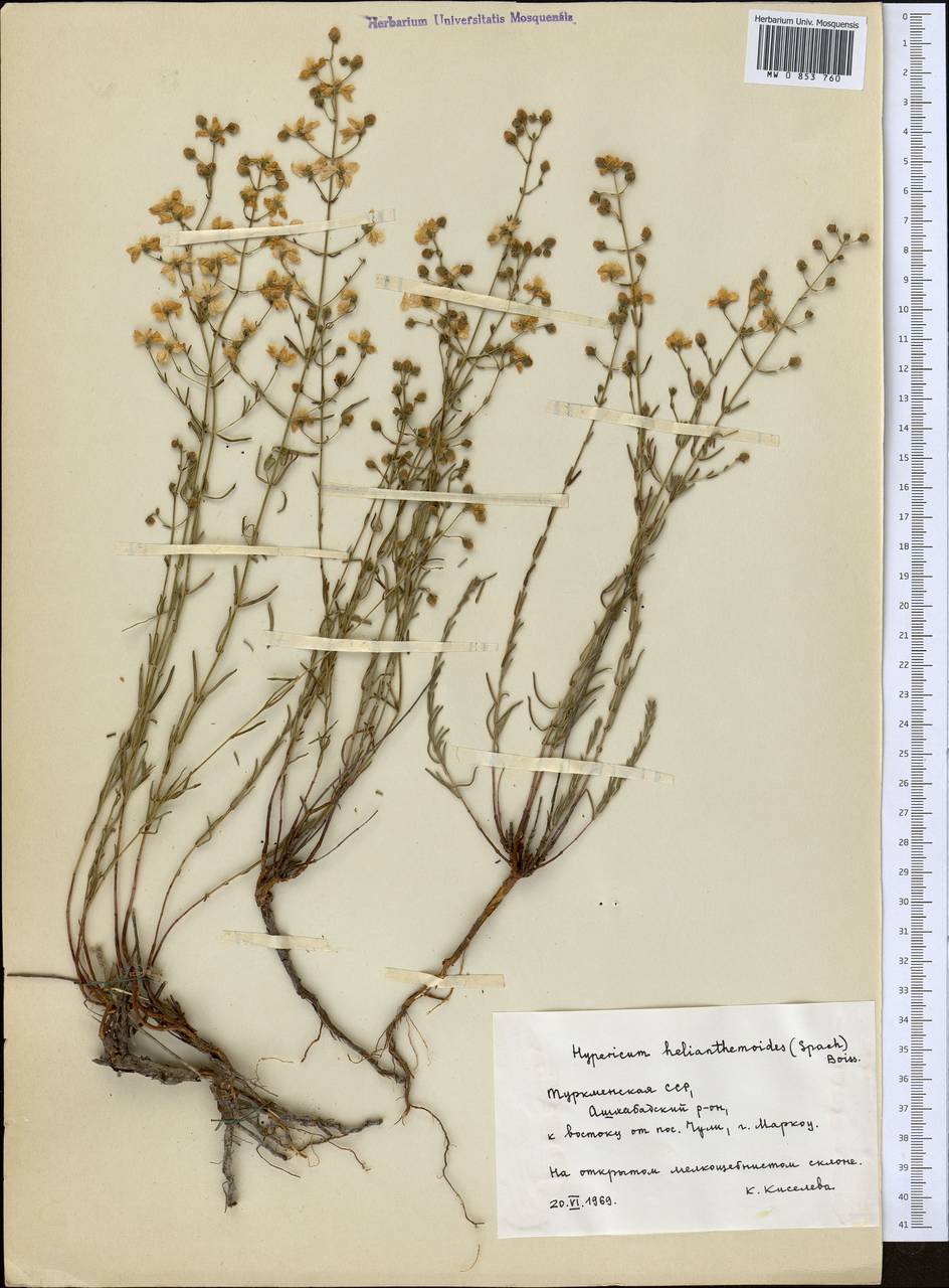 Зверобой солнцецветный (Spach) Boiss., Средняя Азия и Казахстан, Копетдаг, Бадхыз, Малый и Большой Балхан (M1) (Туркмения)