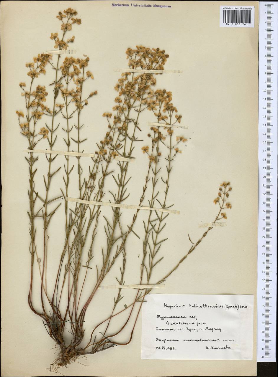 Зверобой солнцецветный (Spach) Boiss., Средняя Азия и Казахстан, Копетдаг, Бадхыз, Малый и Большой Балхан (M1) (Туркмения)