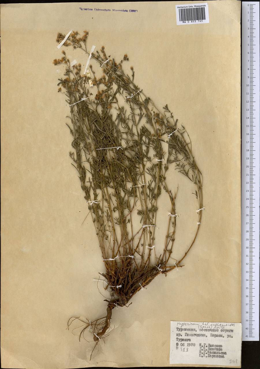 Зверобой солнцецветный (Spach) Boiss., Средняя Азия и Казахстан, Копетдаг, Бадхыз, Малый и Большой Балхан (M1) (Туркмения)