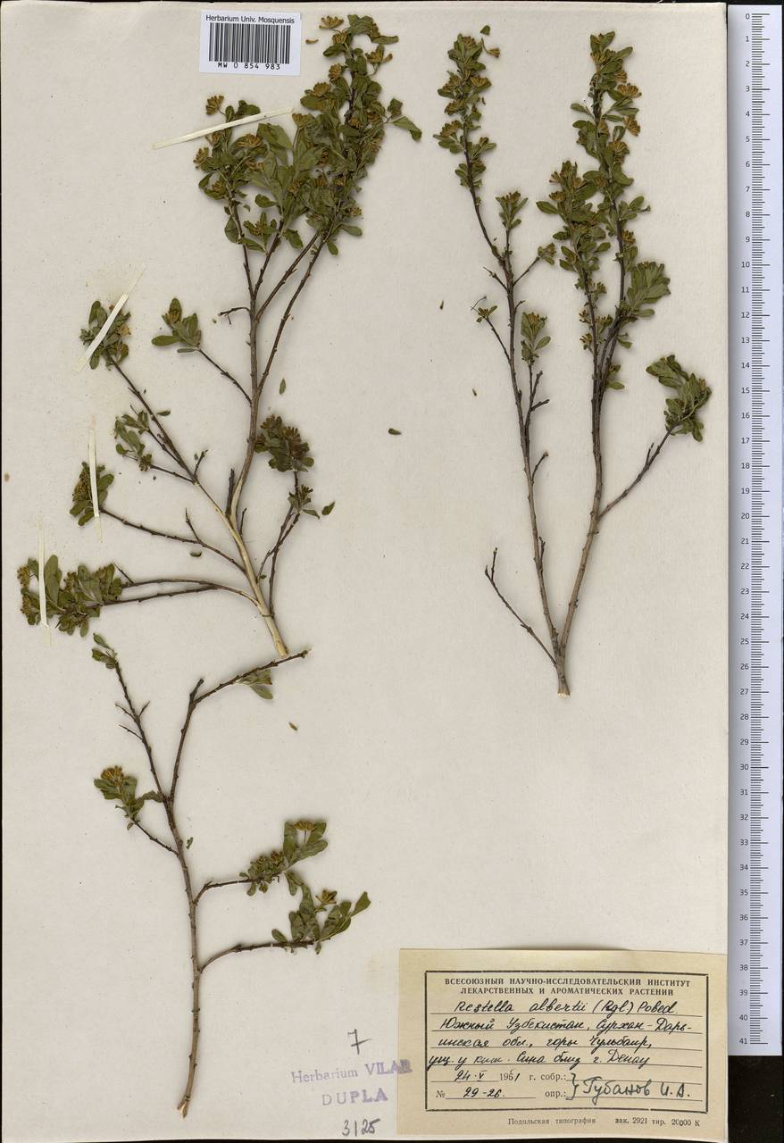 Wikstroemia alberti (Regel) Mottet, Средняя Азия и Казахстан, Памир и Памиро-Алай (M2) (Узбекистан)