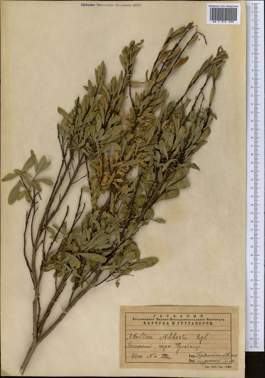 Wikstroemia alberti (Regel) Mottet, Средняя Азия и Казахстан, Памир и Памиро-Алай (M2)