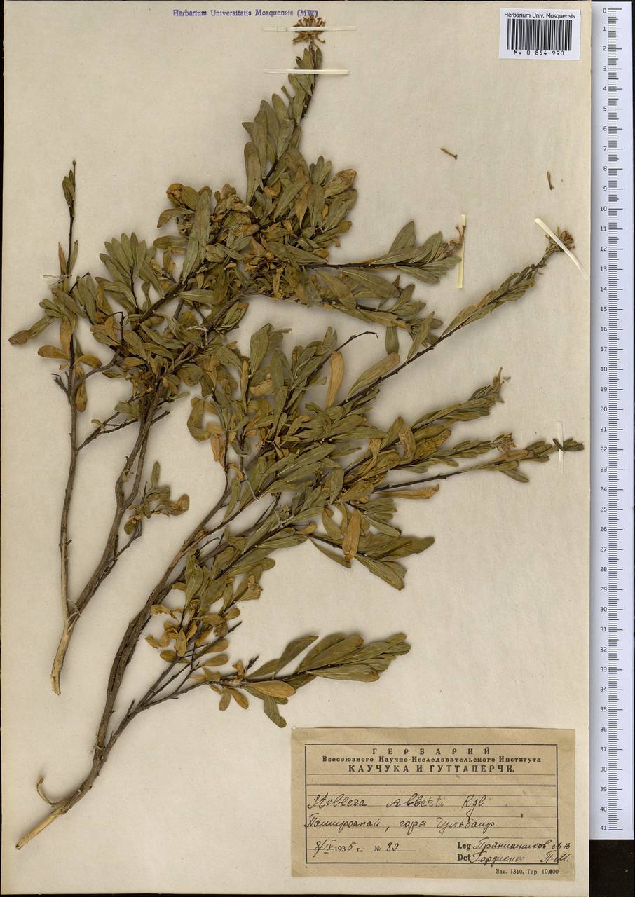 Wikstroemia alberti (Regel) Mottet, Средняя Азия и Казахстан, Памир и Памиро-Алай (M2) (Узбекистан)