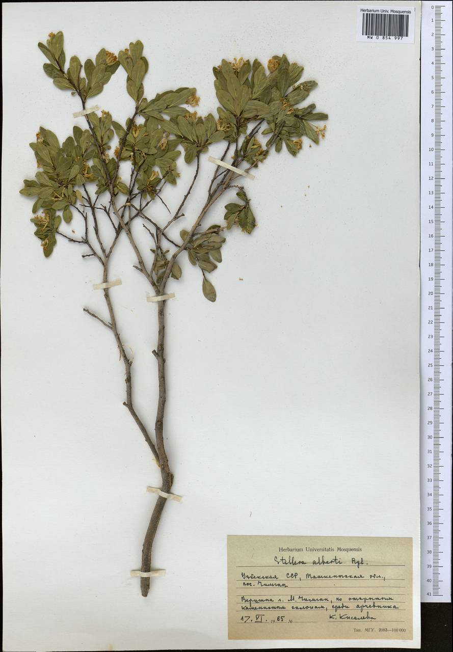 Wikstroemia alberti (Regel) Mottet, Средняя Азия и Казахстан, Западный Тянь-Шань и Каратау (M3) (Узбекистан)