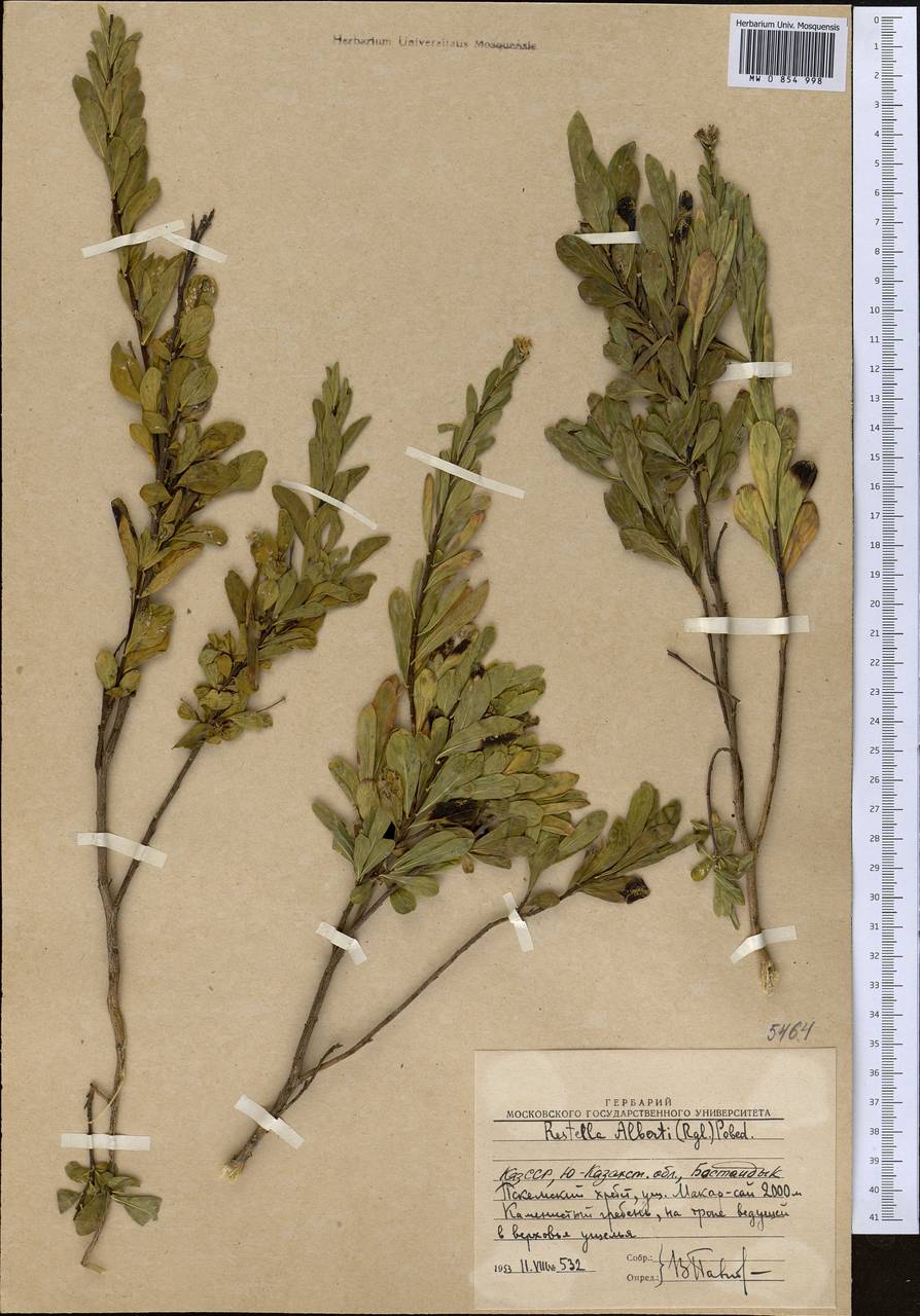 Wikstroemia alberti (Regel) Mottet, Средняя Азия и Казахстан, Западный Тянь-Шань и Каратау (M3) (Узбекистан)