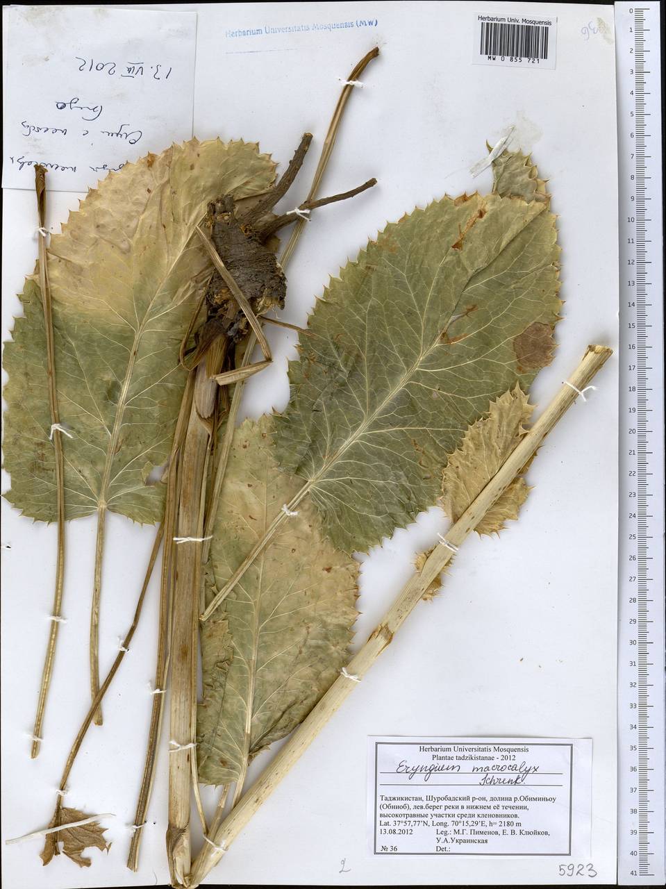 Синеголовник крупночашечковый Schrenk, Средняя Азия и Казахстан, Памир и Памиро-Алай (M2) (Таджикистан)