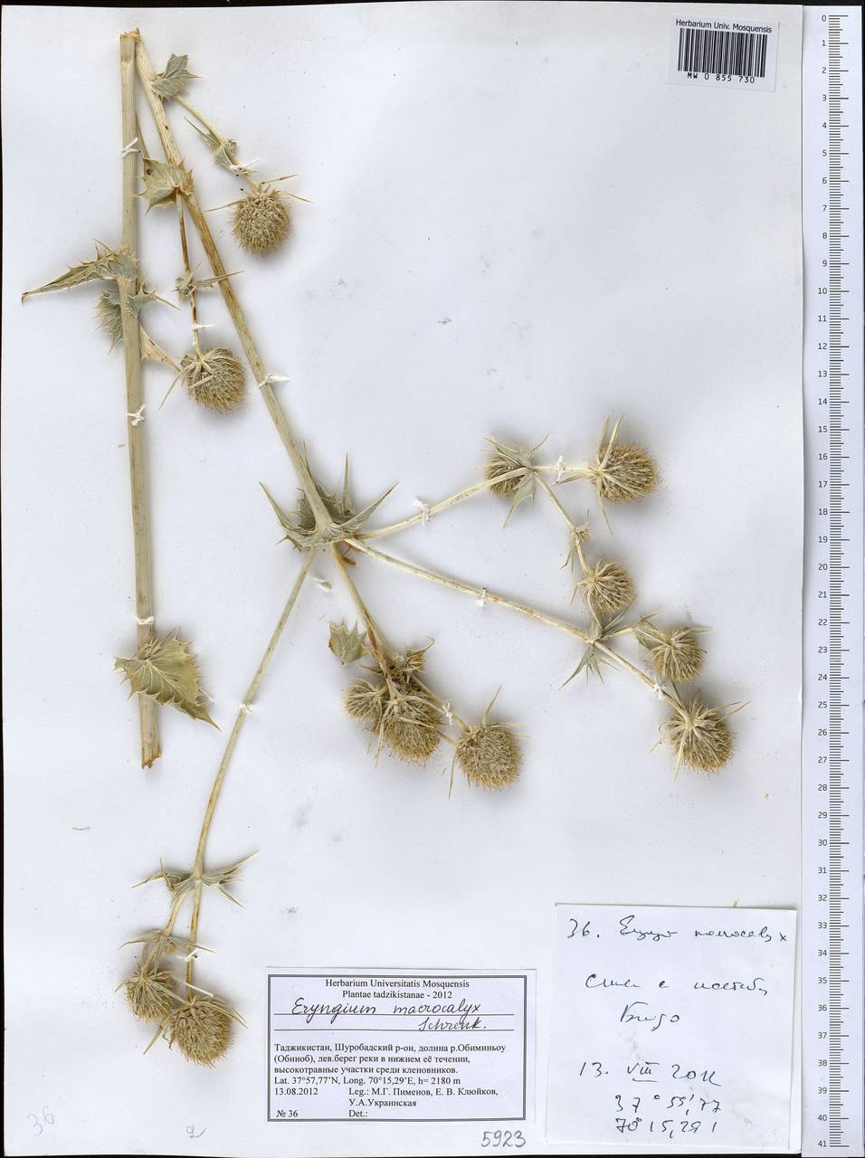 Синеголовник крупночашечковый Schrenk, Средняя Азия и Казахстан, Памир и Памиро-Алай (M2) (Таджикистан)