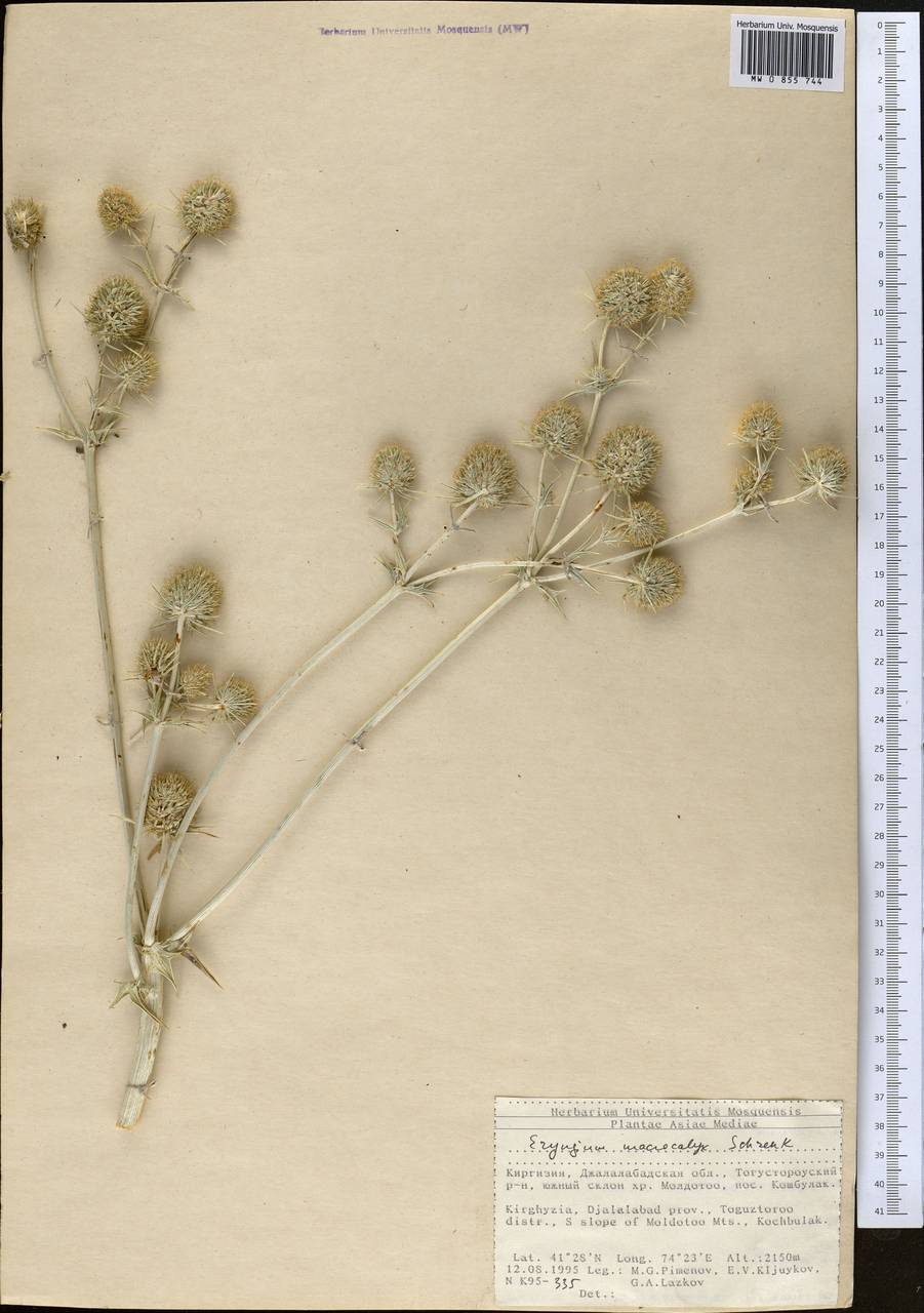 Синеголовник крупночашечковый Schrenk, Средняя Азия и Казахстан, Северный и Центральный Тянь-Шань (M4) (Киргизия)