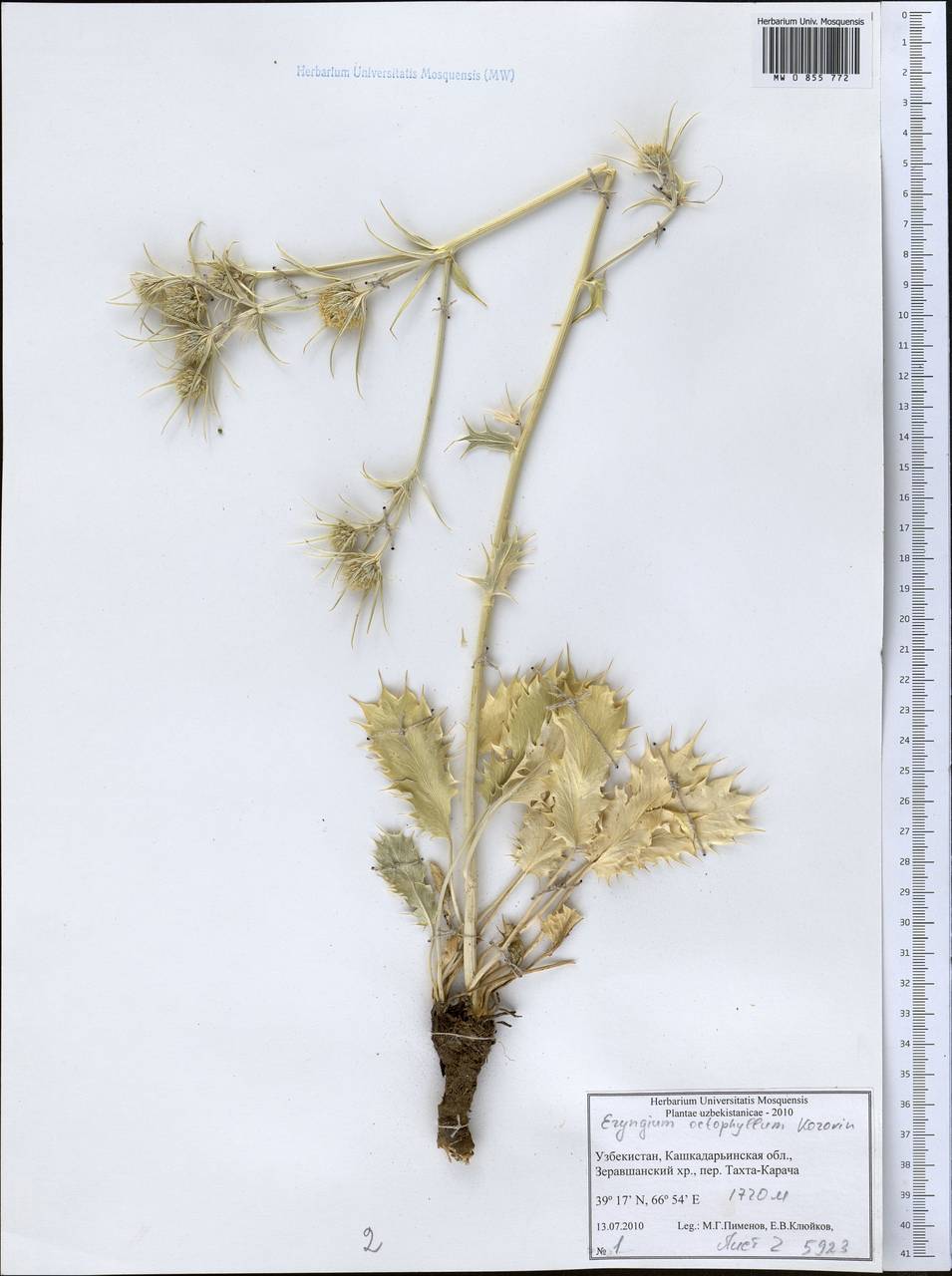 Синеголовник восьмилистный Korovin, Средняя Азия и Казахстан, Памир и Памиро-Алай (M2) (Узбекистан)