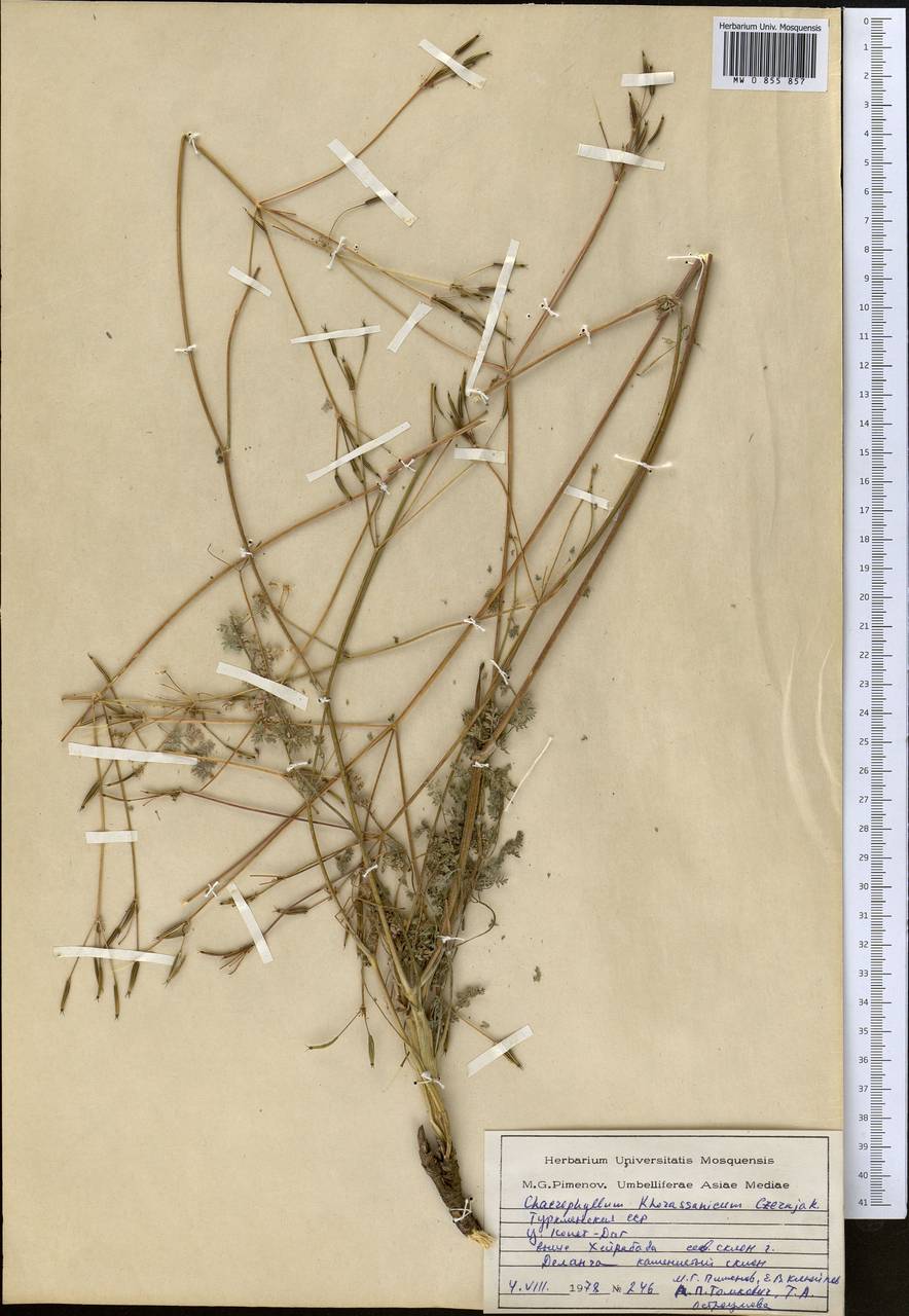 Chaerophyllum khorassanicum Czern. ex Schischk., Средняя Азия и Казахстан, Копетдаг, Бадхыз, Малый и Большой Балхан (M1) (Туркмения)