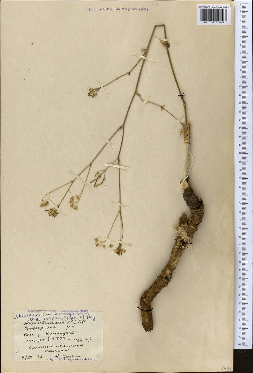 Бутень крупноплодный (Willd. ex Spreng.) Fisch. & C.A.Mey., Средняя Азия и Казахстан, Копетдаг, Бадхыз, Малый и Большой Балхан (M1) (Туркмения)