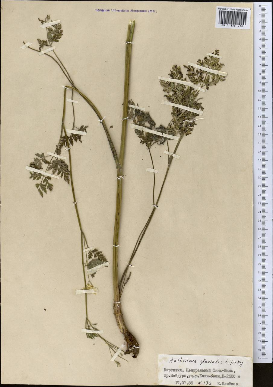 Купырь ледниковый Lipsky, Средняя Азия и Казахстан, Северный и Центральный Тянь-Шань (M4) (Киргизия)