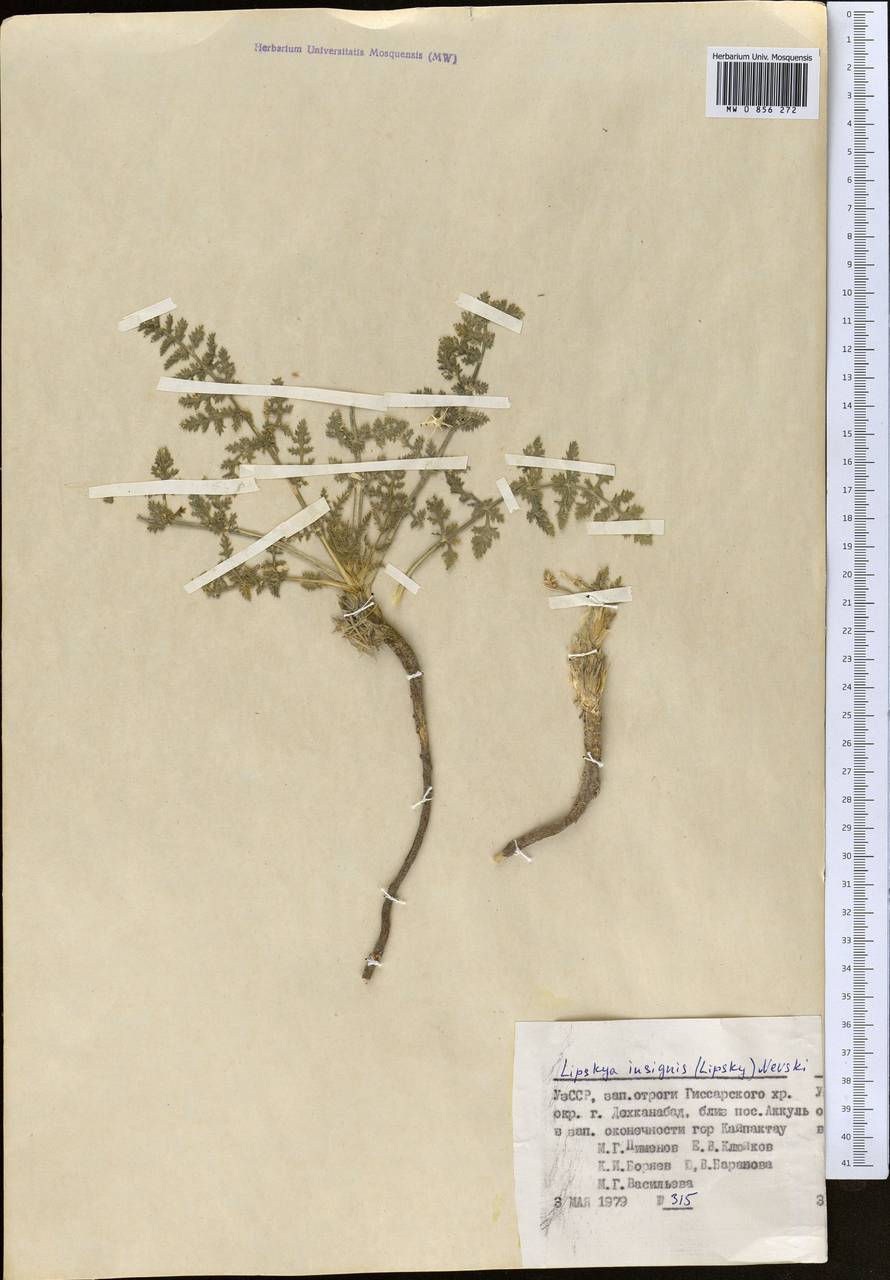 Липския замечательная (Lipsky) Nevski, Средняя Азия и Казахстан, Памир и Памиро-Алай (M2) (Узбекистан)