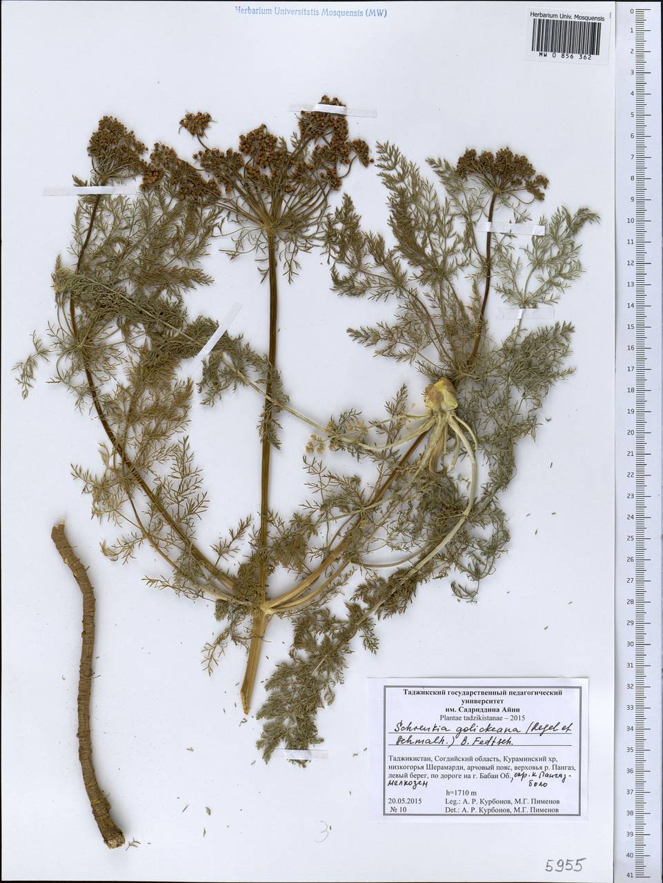 Шренкия Голике (Regel & Schmalh.) B. Fedtsch., Средняя Азия и Казахстан, Западный Тянь-Шань и Каратау (M3) (Таджикистан)