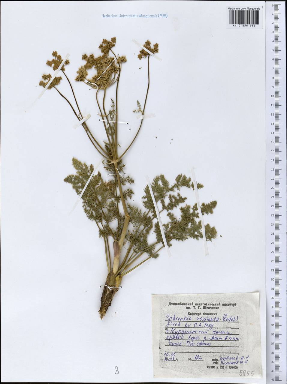 Шренкия влагалищная (Ledeb.) Fisch. & C. A. Mey., Средняя Азия и Казахстан, Западный Тянь-Шань и Каратау (M3) (Таджикистан)