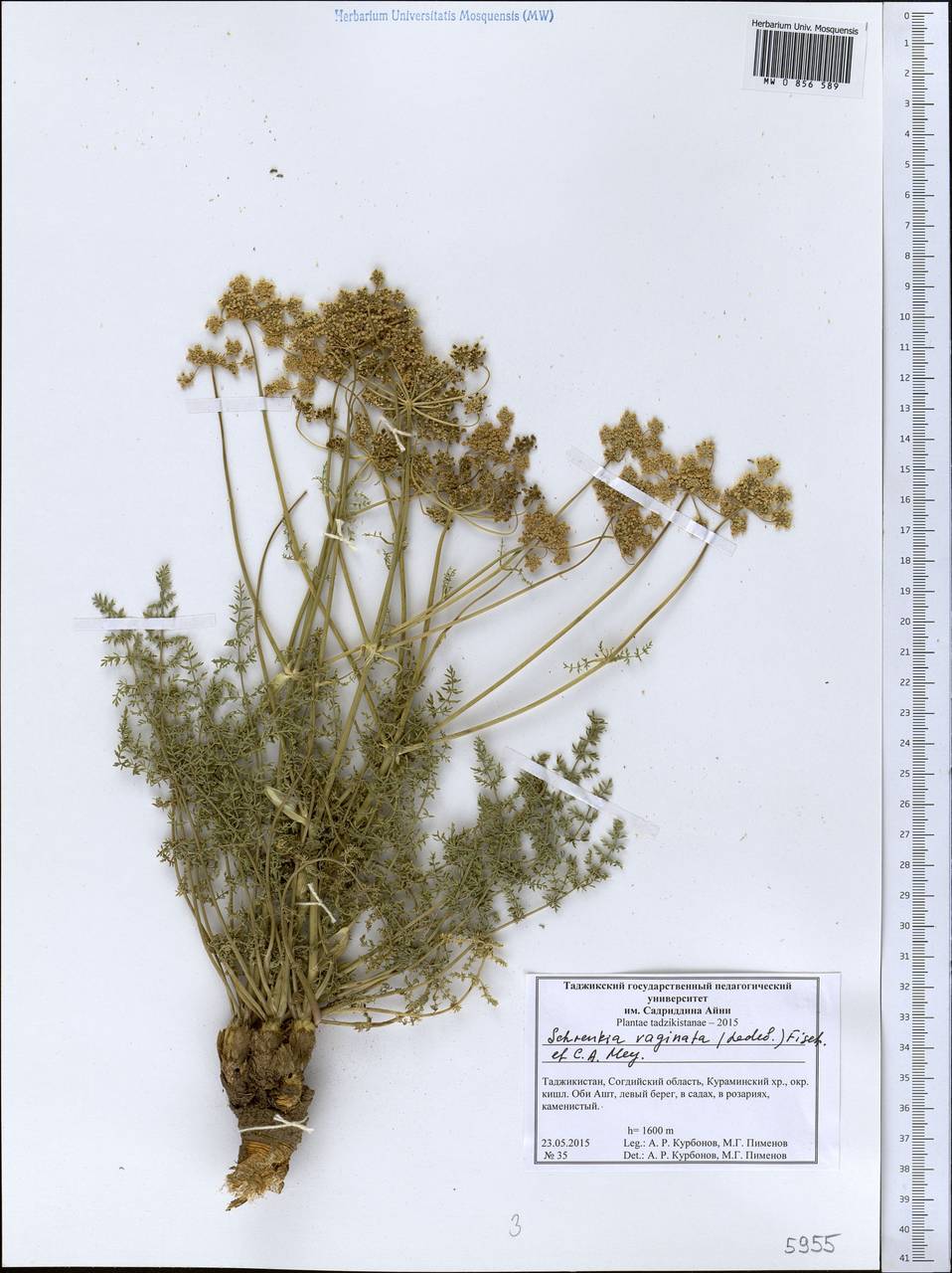 Шренкия влагалищная (Ledeb.) Fisch. & C. A. Mey., Средняя Азия и Казахстан, Западный Тянь-Шань и Каратау (M3) (Таджикистан)
