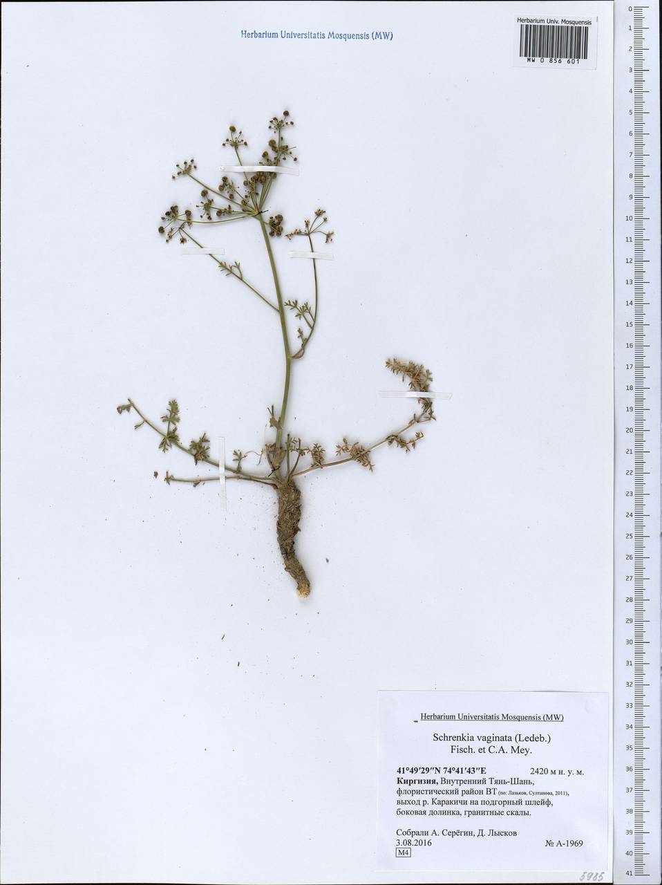 Шренкия влагалищная (Ledeb.) Fisch. & C.A.Mey., Средняя Азия и Казахстан, Северный и Центральный Тянь-Шань (M4) (Киргизия)