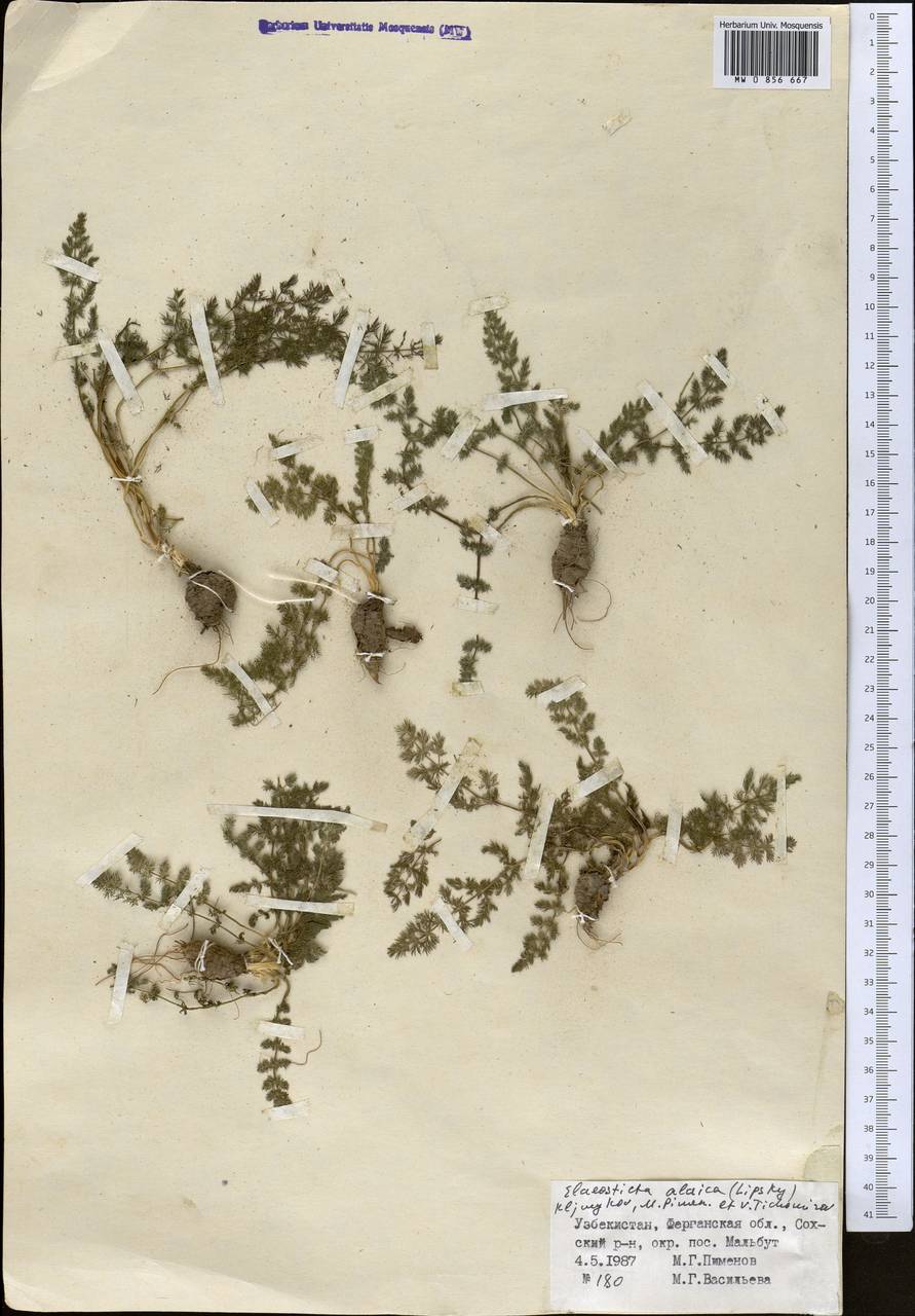 Скалигерия алайская (Lipsky) Korovin, Средняя Азия и Казахстан, Памир и Памиро-Алай (M2) (Узбекистан)