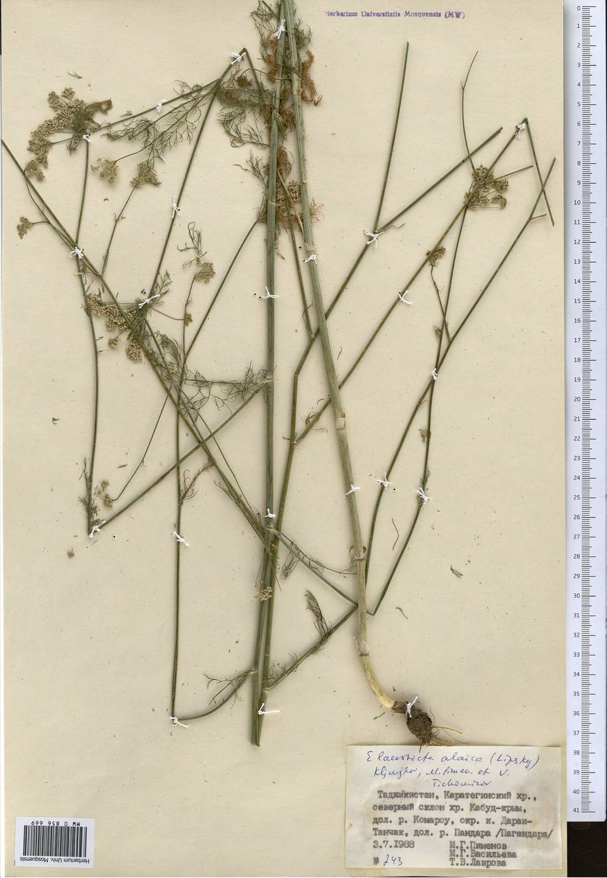 Скалигерия алайская (Lipsky) Korovin, Средняя Азия и Казахстан, Памир и Памиро-Алай (M2) (Таджикистан)