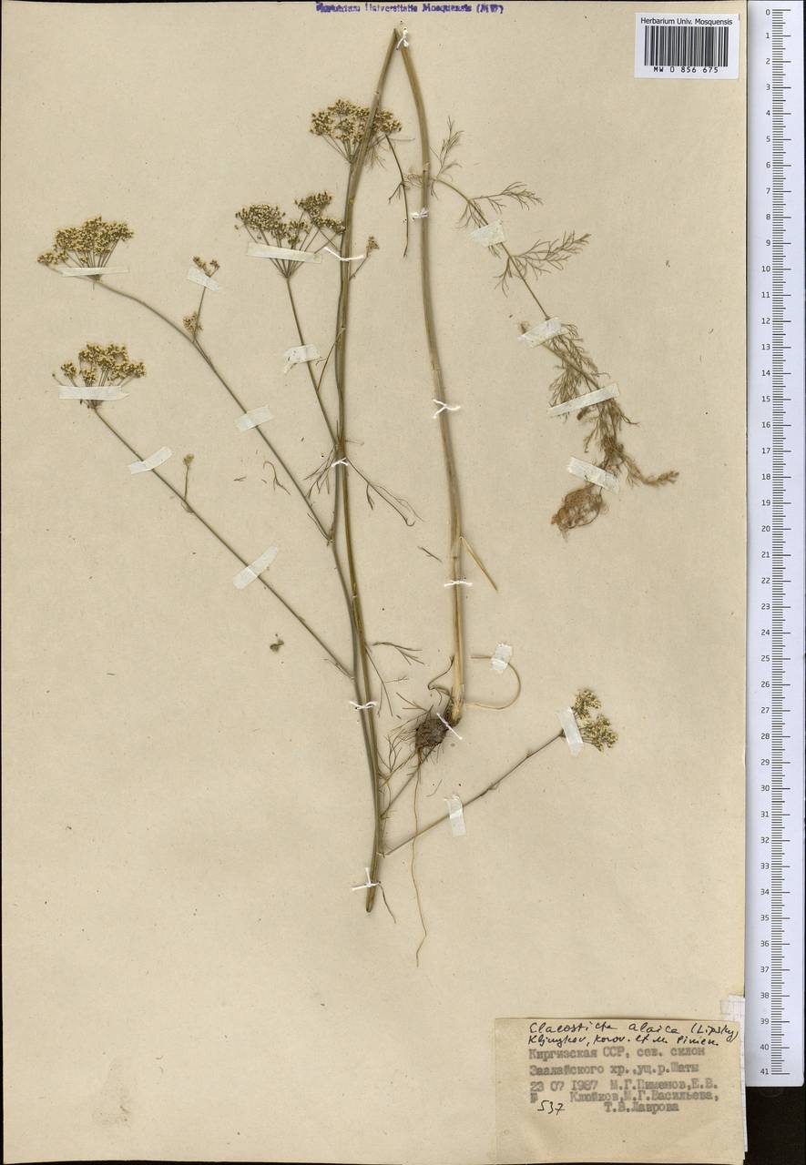 Скалигерия алайская (Lipsky) Korovin, Средняя Азия и Казахстан, Памир и Памиро-Алай (M2) (Киргизия)