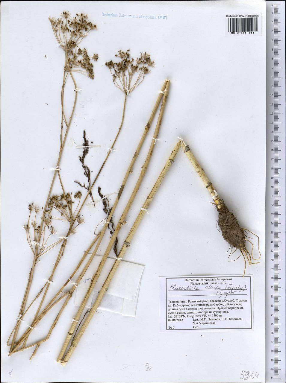 Скалигерия алайская (Lipsky) Korovin, Средняя Азия и Казахстан, Памир и Памиро-Алай (M2) (Таджикистан)