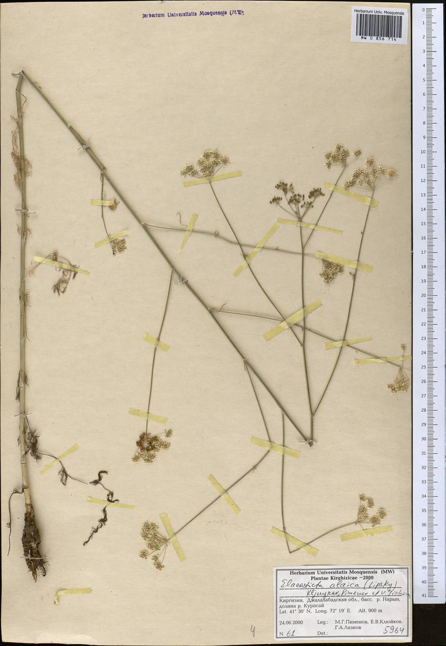 Скалигерия алайская (Lipsky) Korovin, Средняя Азия и Казахстан, Западный Тянь-Шань и Каратау (M3) (Киргизия)