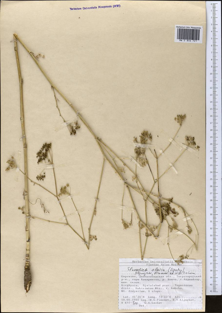 Скалигерия алайская (Lipsky) Korovin, Средняя Азия и Казахстан, Северный и Центральный Тянь-Шань (M4) (Киргизия)